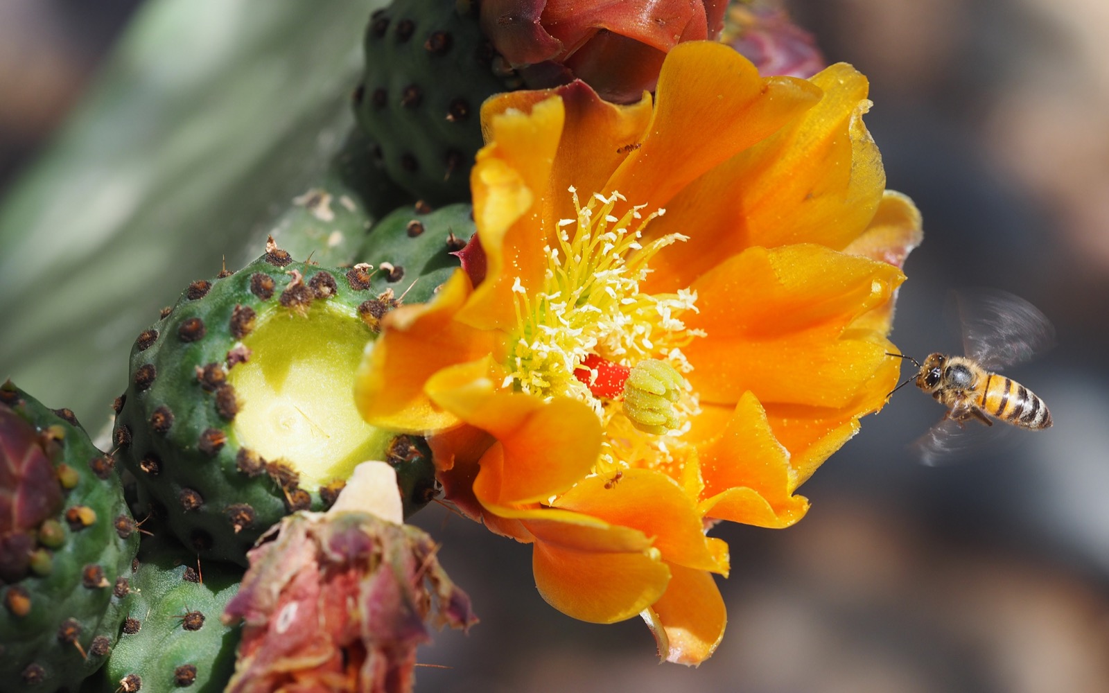 Bee close up with prickly pear bloom